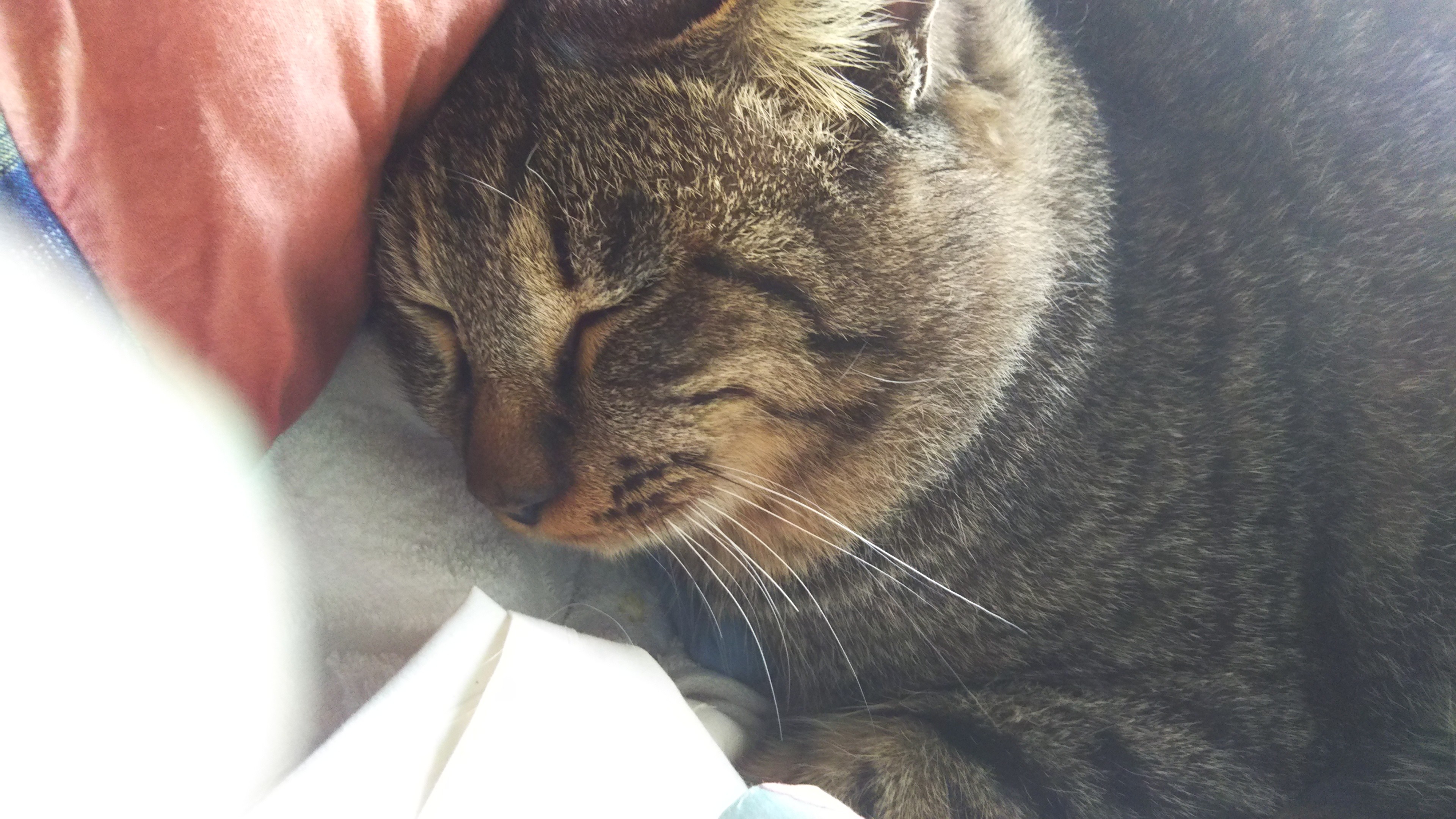 ♪かーこちゃん♪