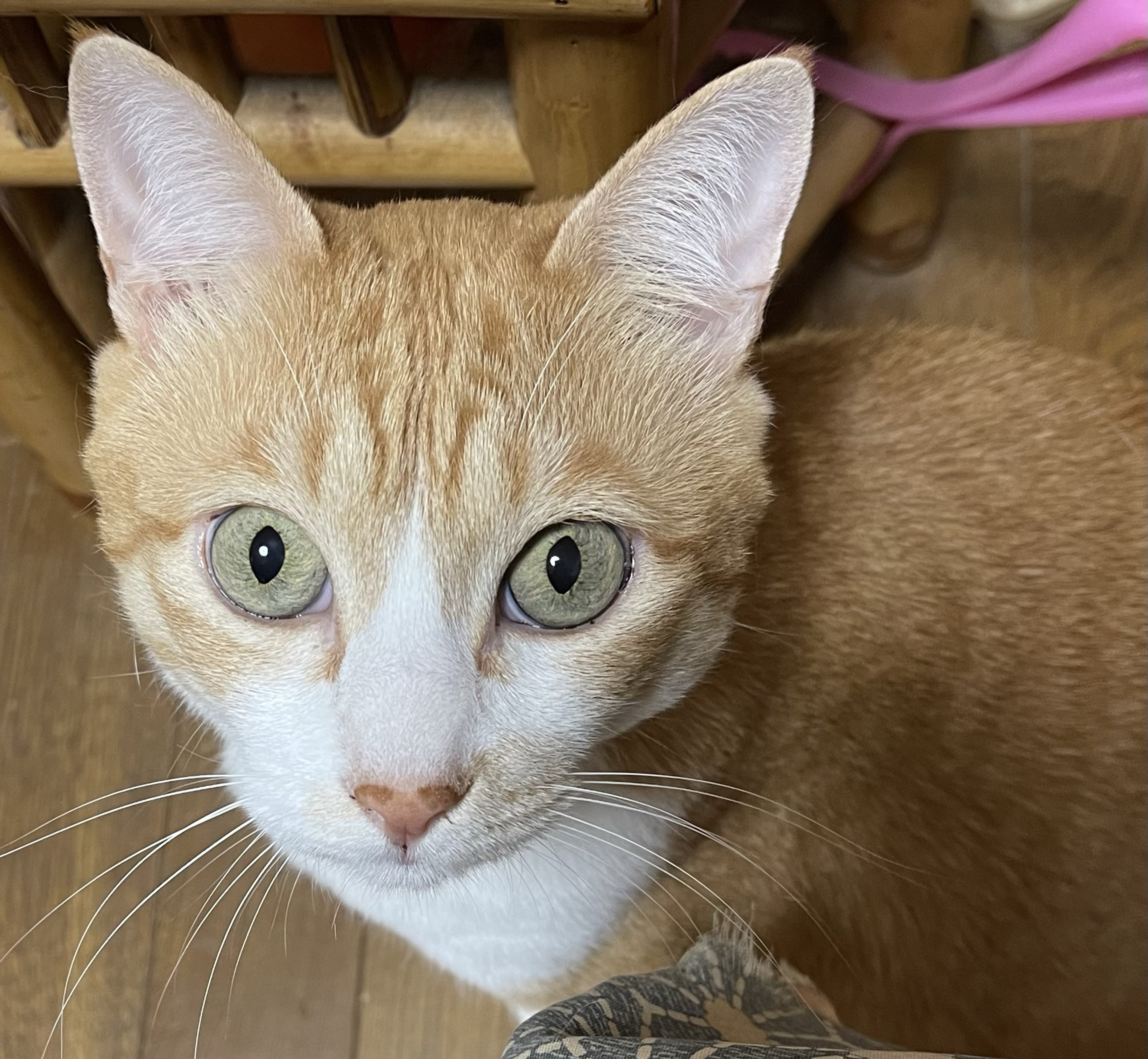 Mohikan  Ｚ☠️♐︎🪓🪓