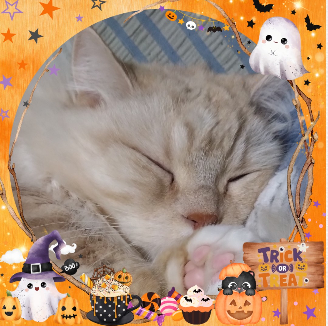 🫧𝓚☘︎︎きなこ⁎✧⡱