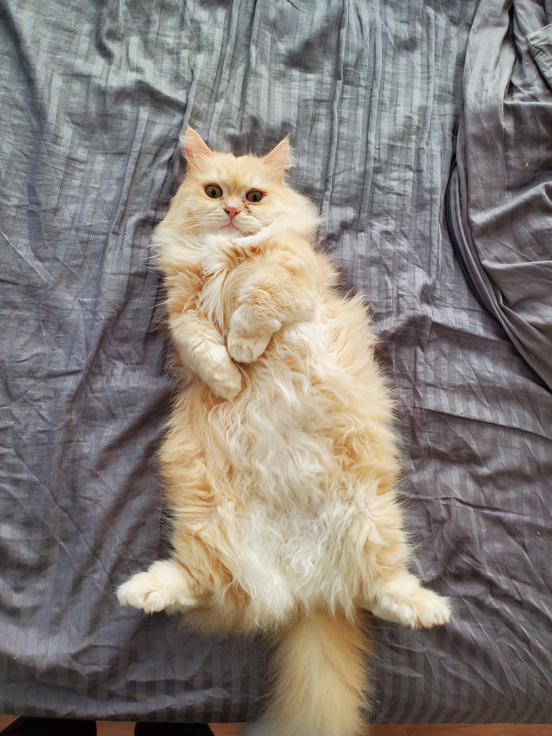 🍤.おでだよ？✿𖥧