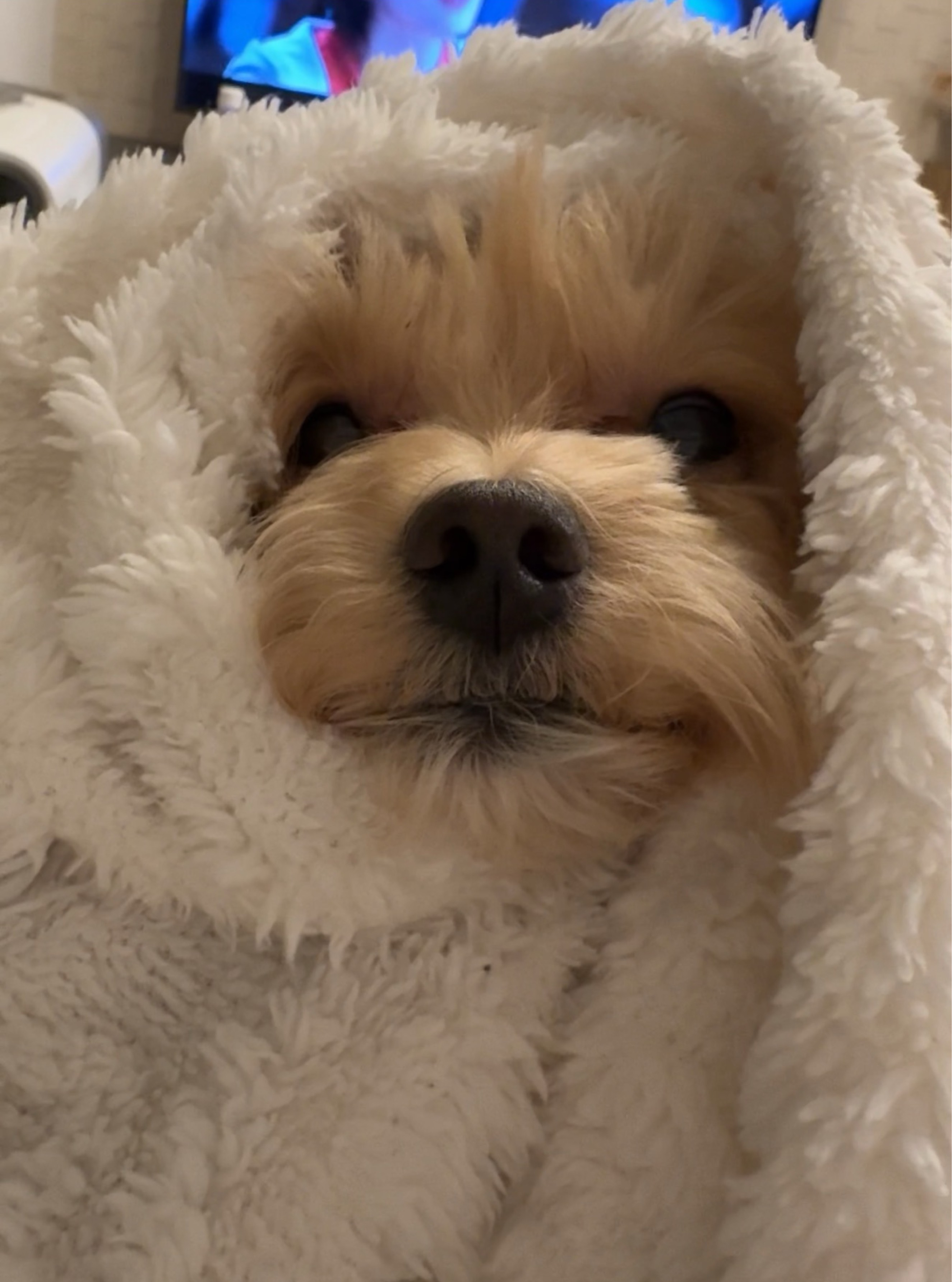 そんそん in the Sky