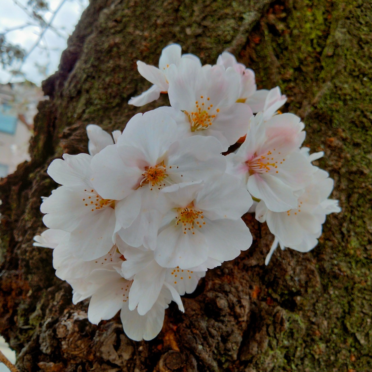 とべないペンギン