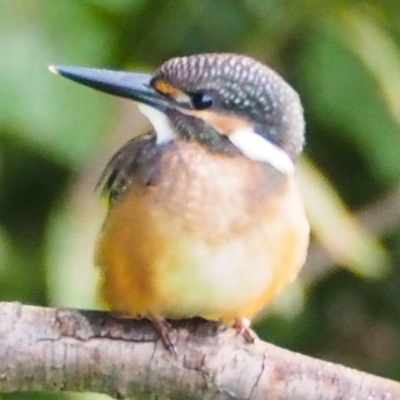 🐤ぽちお🐦㌐🌻☺︎ ☽꙳🐝⋆︎*ﾟ＊