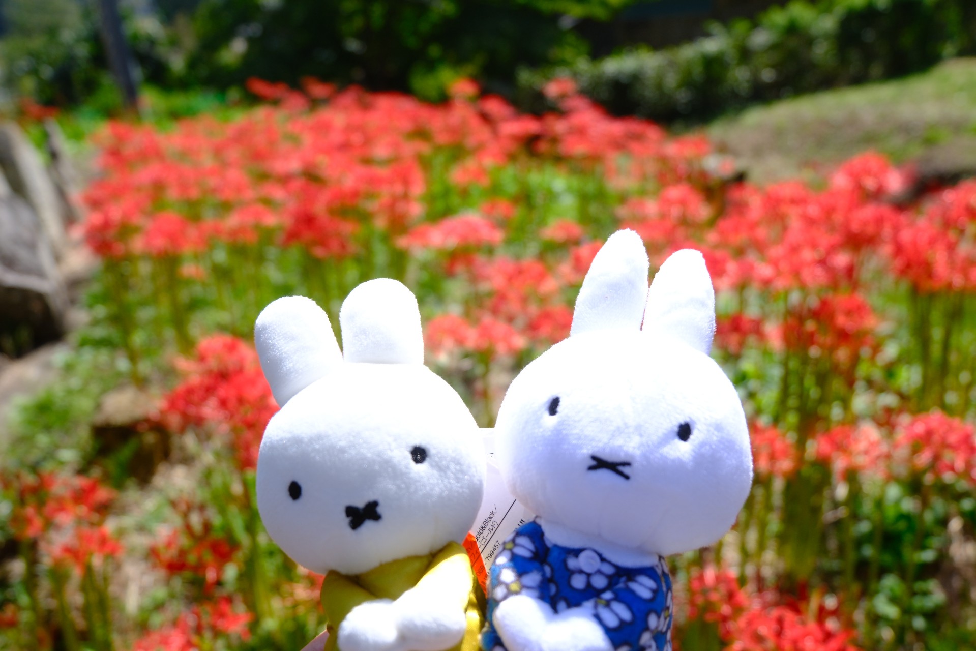 shiro.◇ 小夏ガチ勢