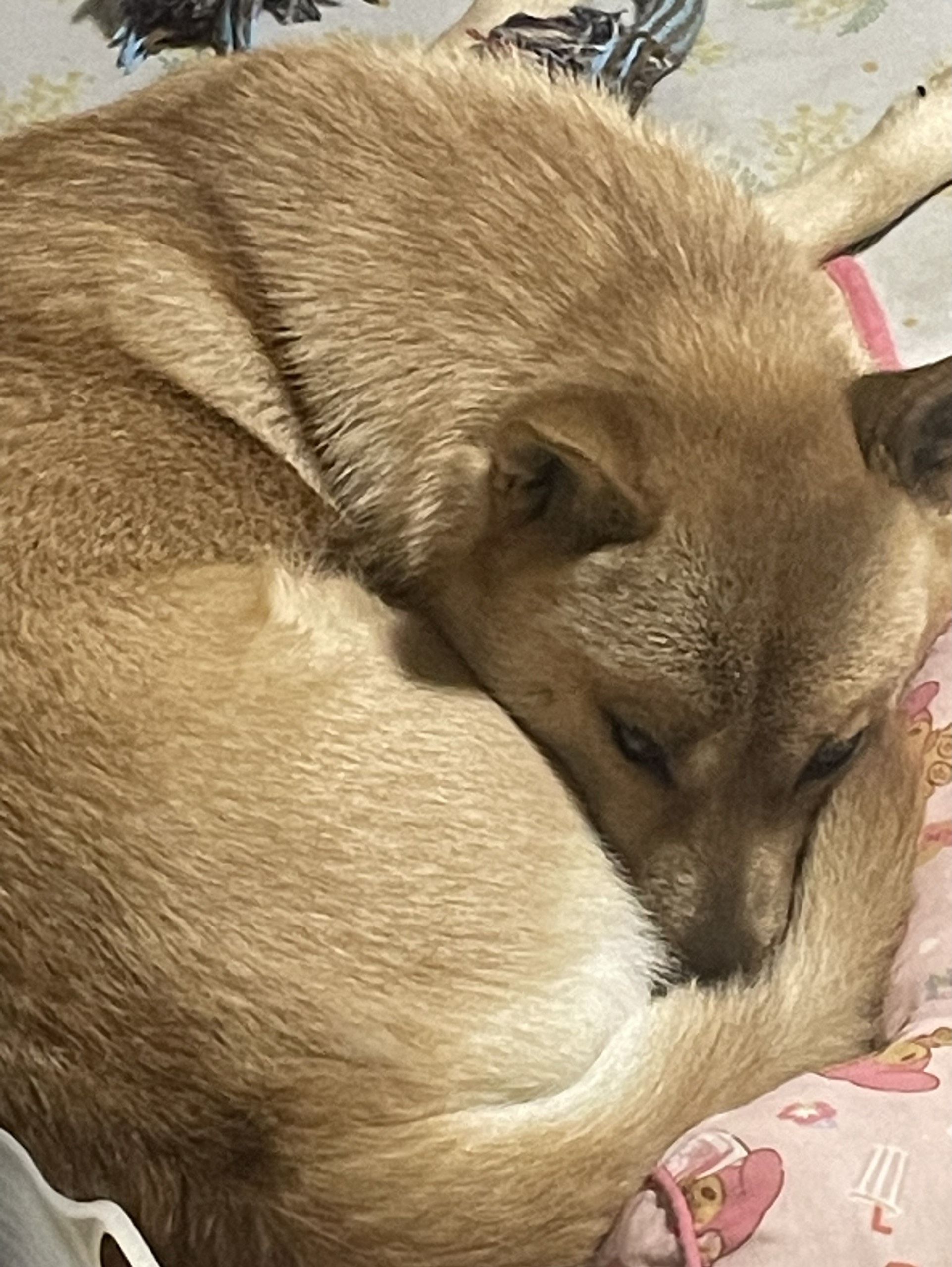 🎨すたろー@豊仙®【♯1111】酒⃝