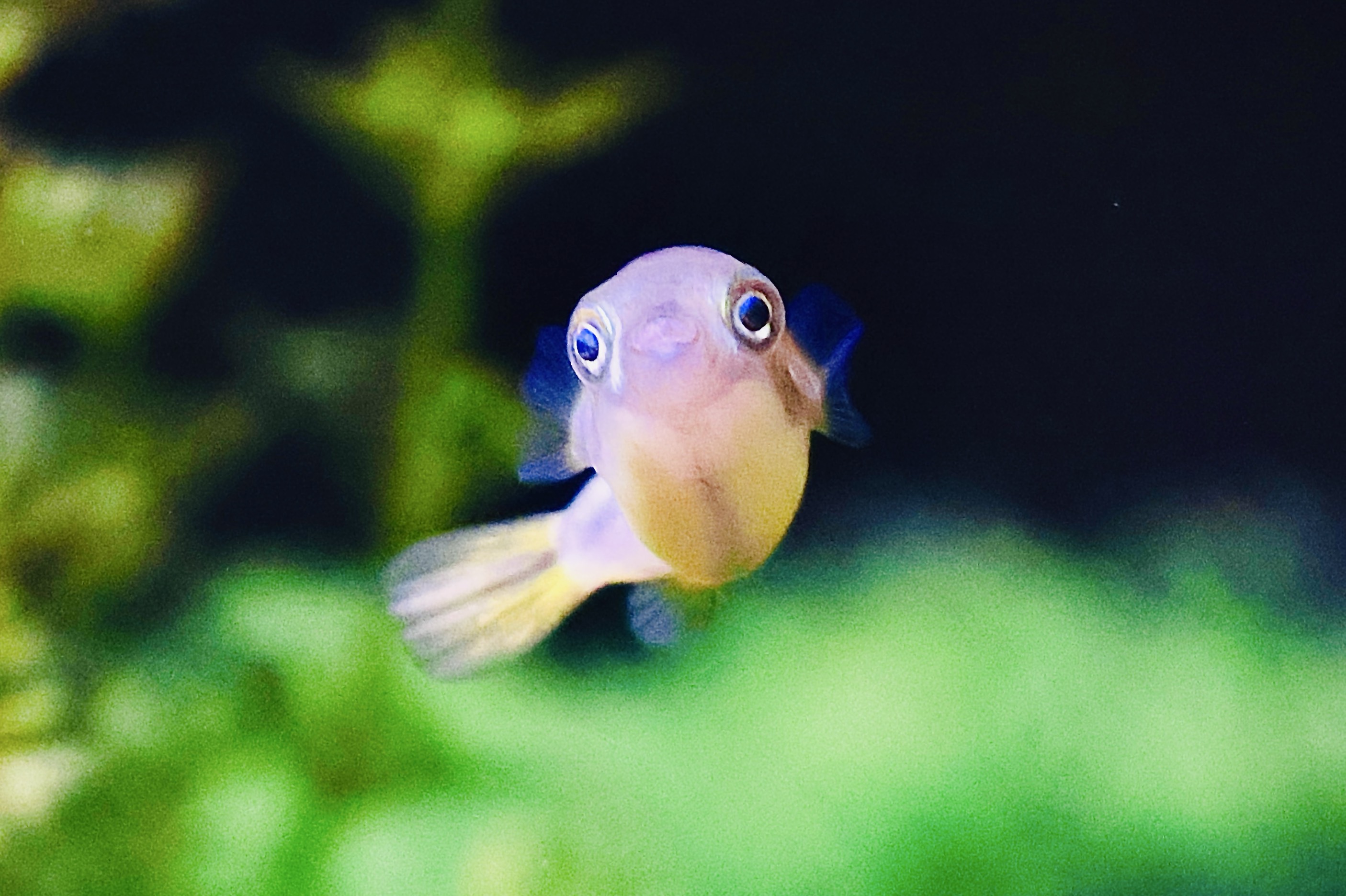 ⭐️星守るフグ。