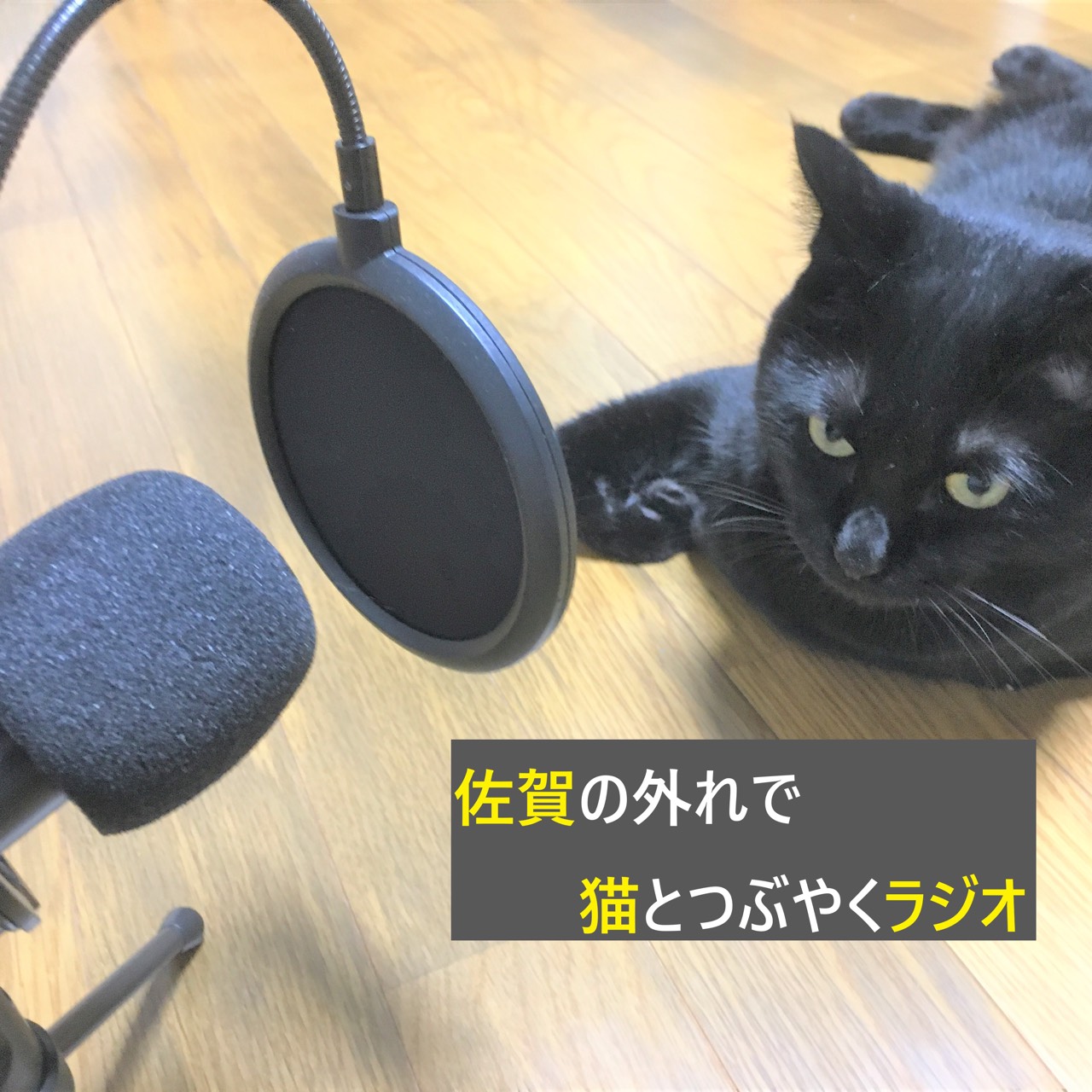 いけうちしん~佐賀の外れで猫とつぶやく〜
