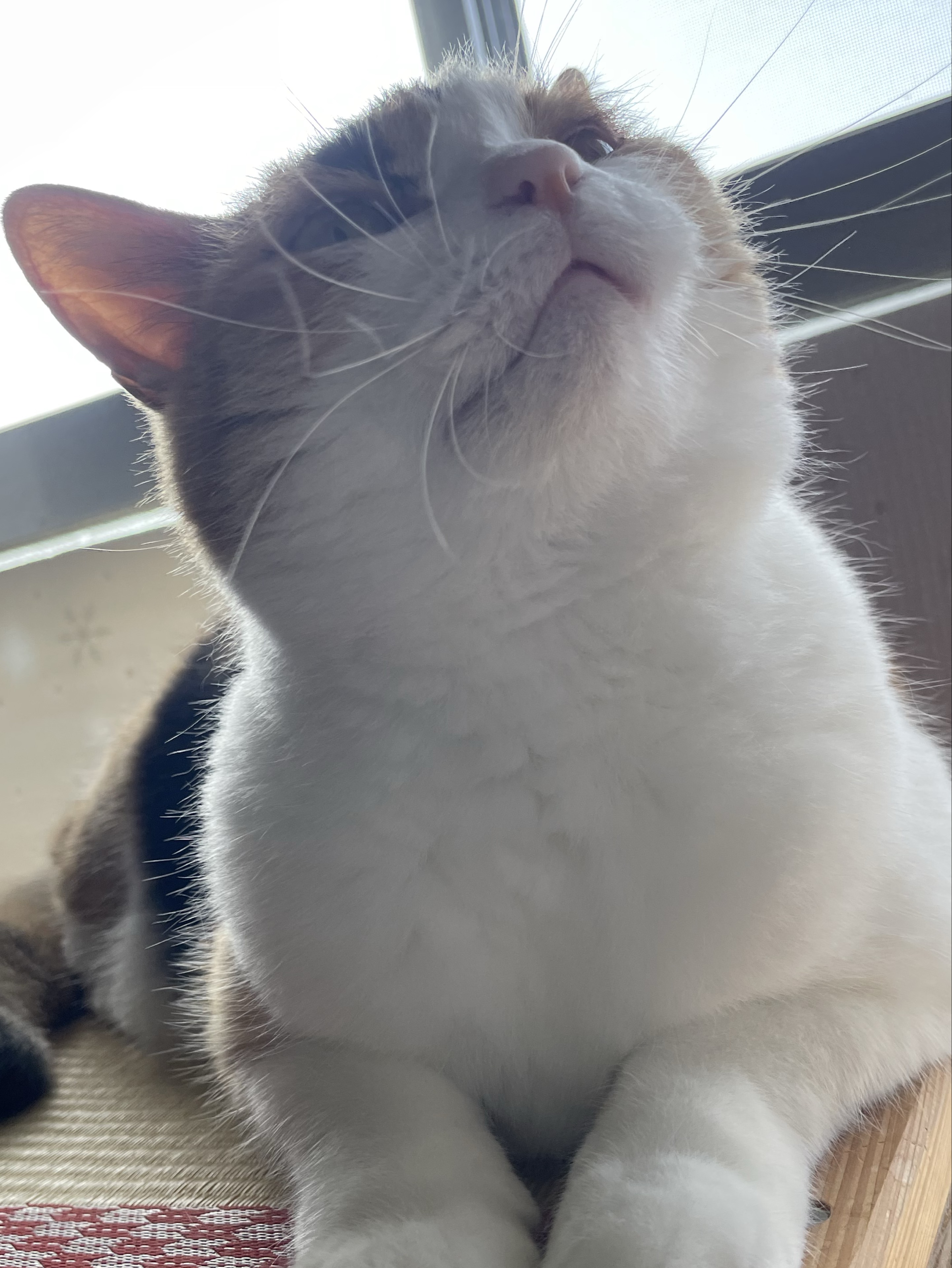 Spica❁⃘*.ﾟ🍉にゃーどる