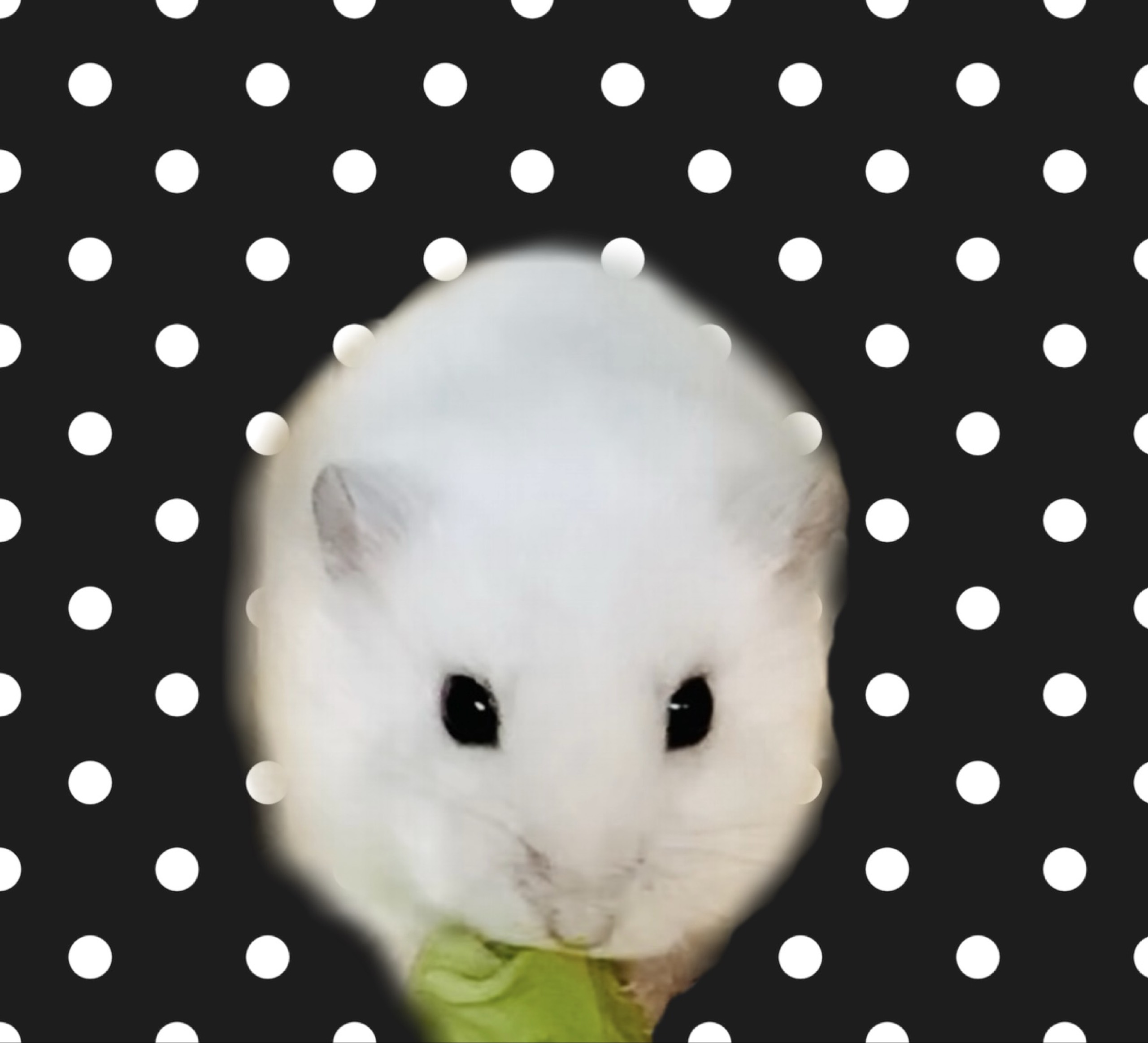志音♂