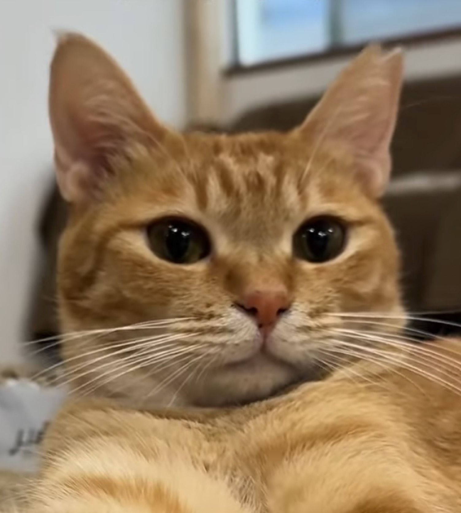 ましろさあああん