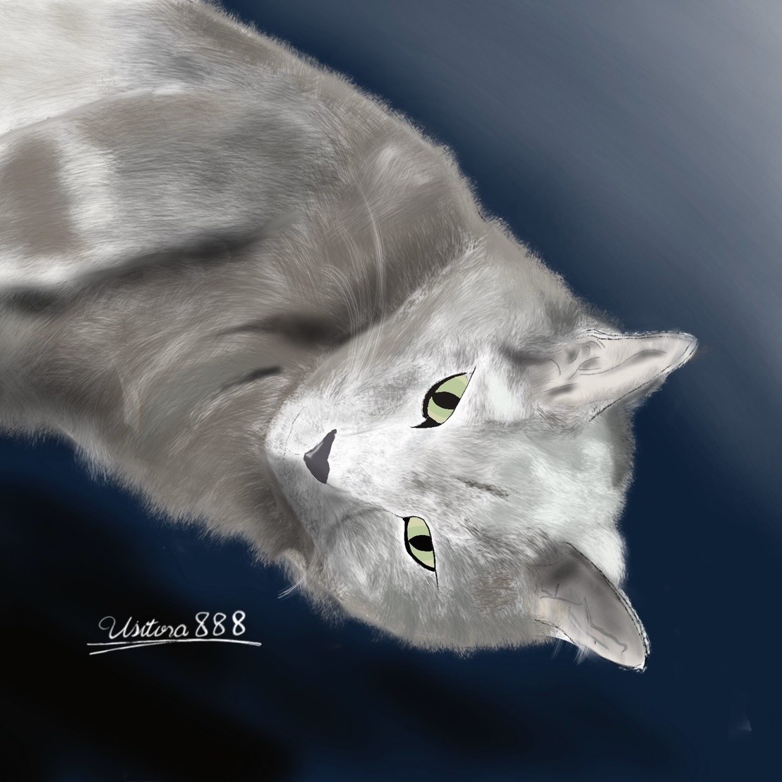 🌈銀ちゃん🐱