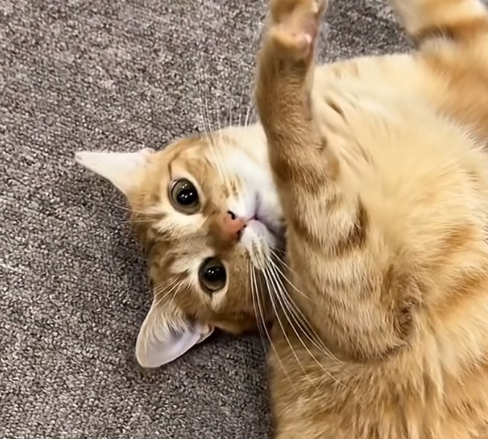 ましろさあああん