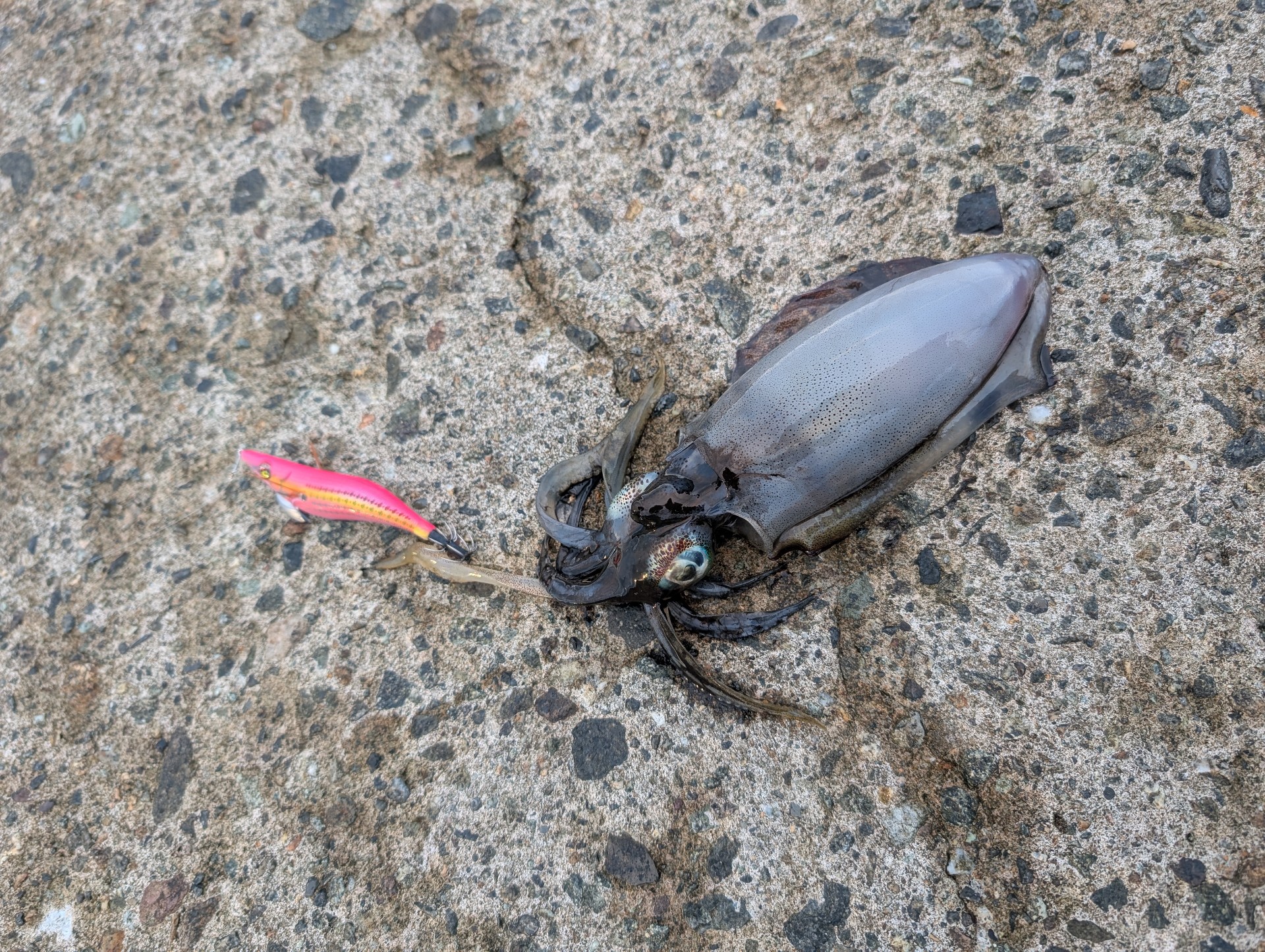 🎣🦑モップ(ログアウト中)