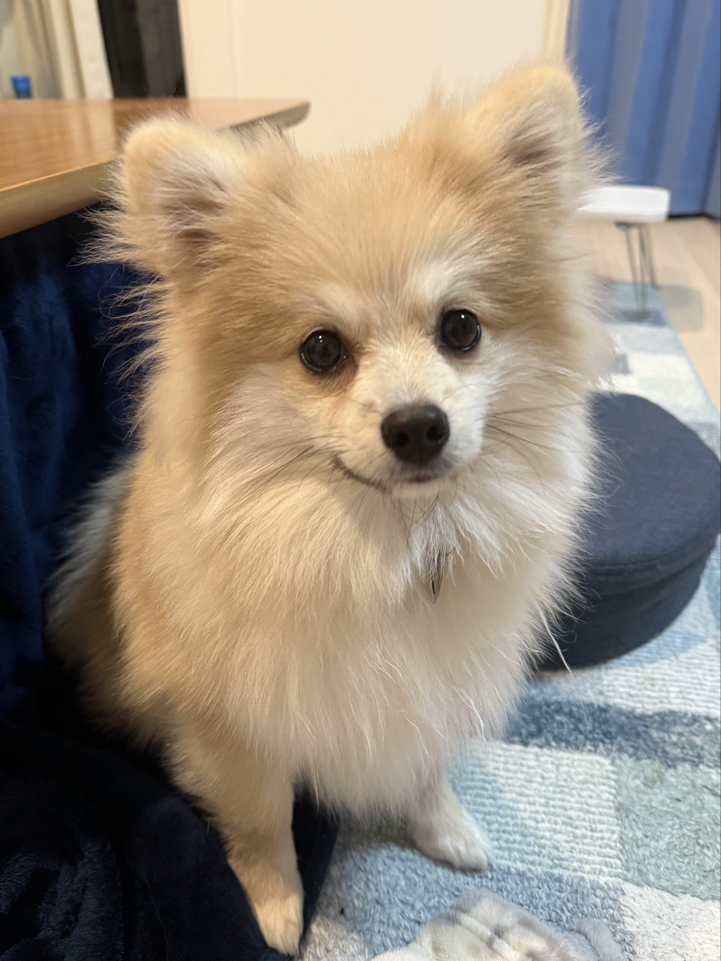 😊りんりん《*ﾟωﾟ*》