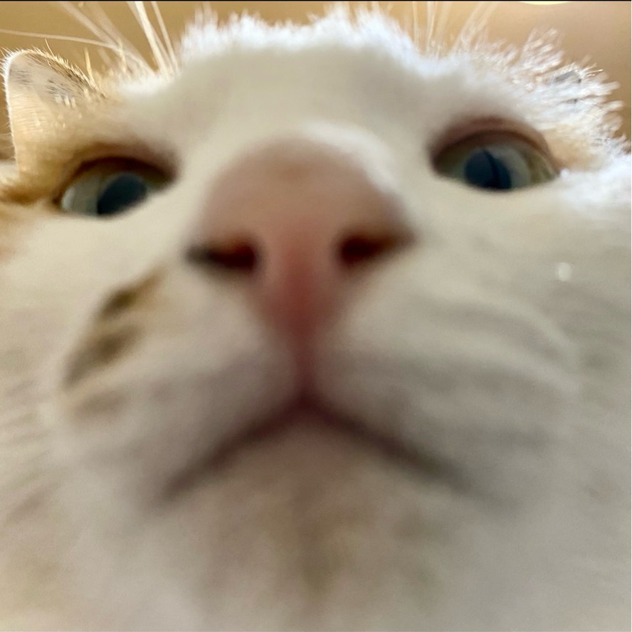 めい猫☺︎