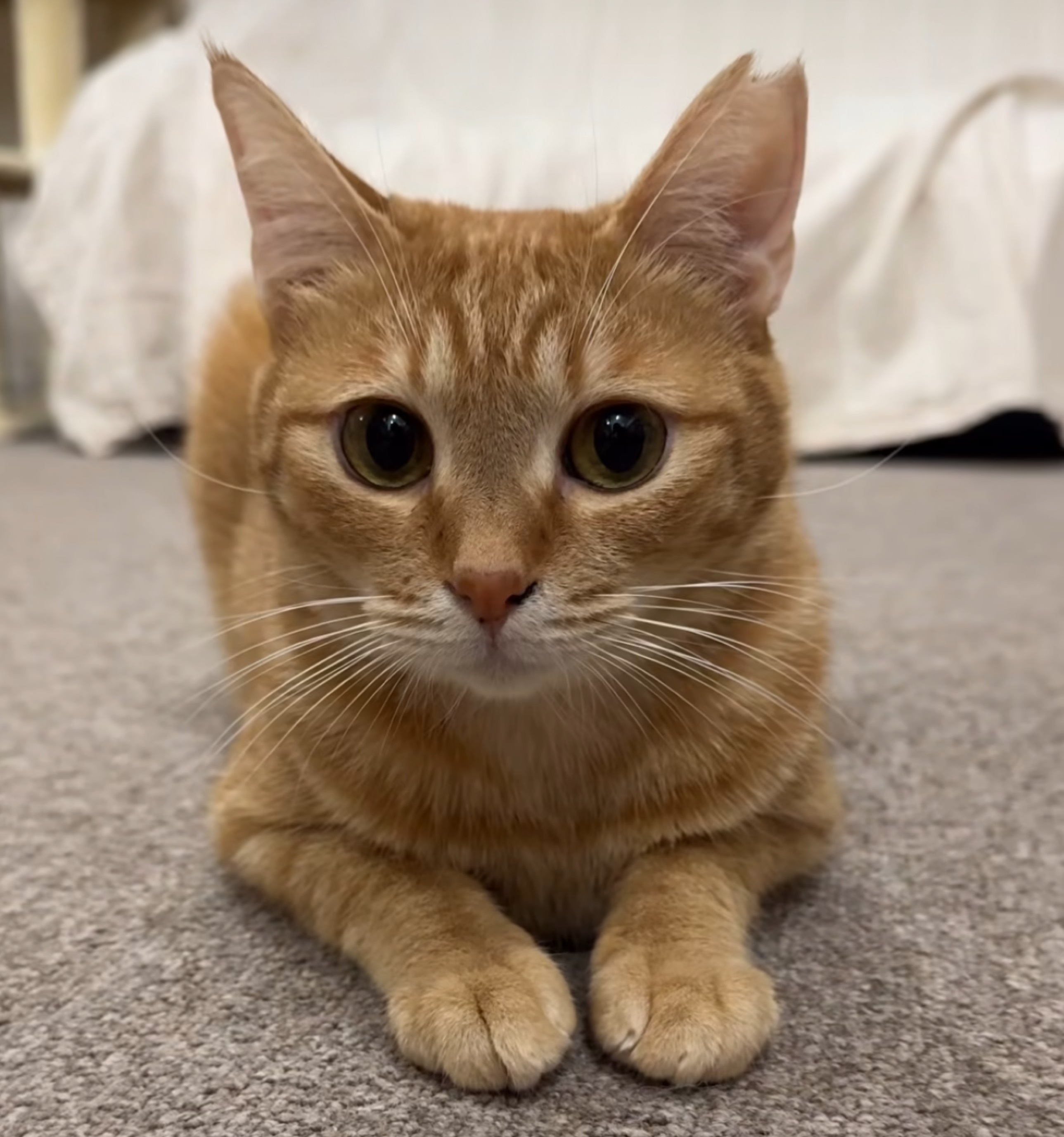 ましろさあああん