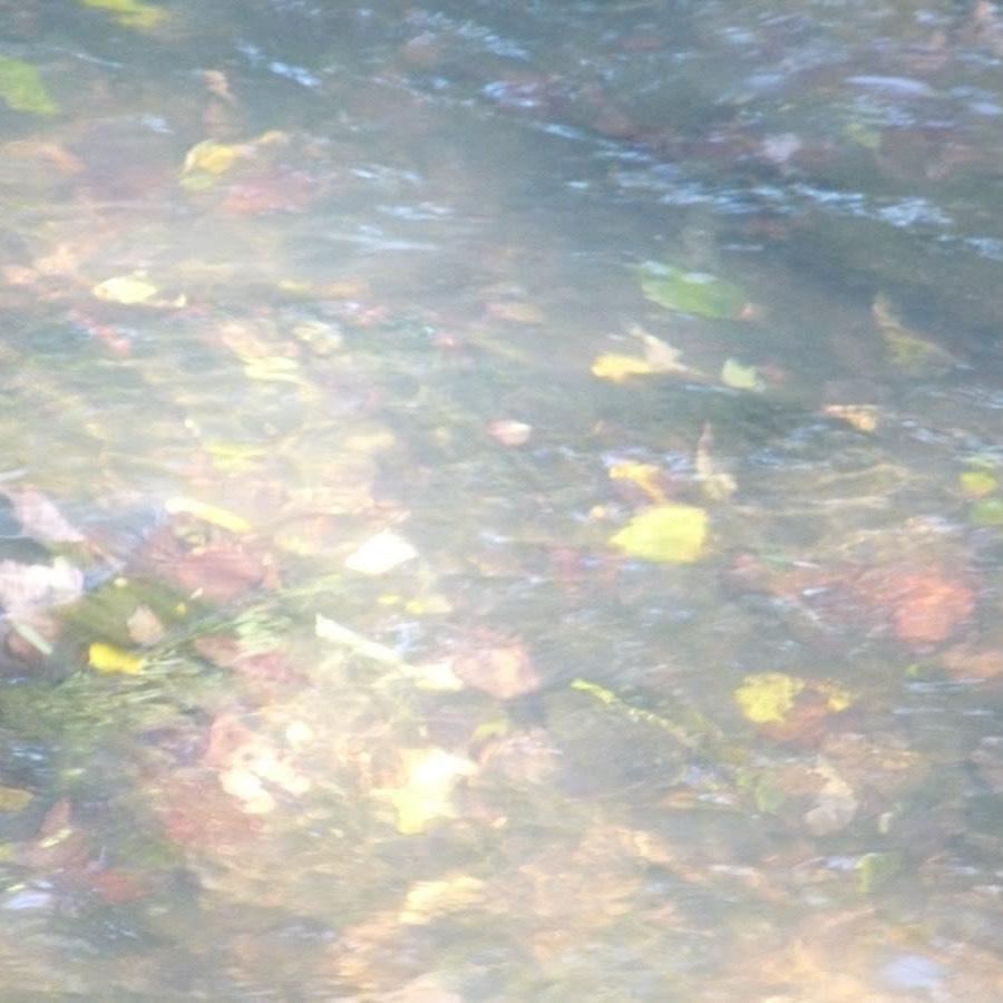 e 🐢