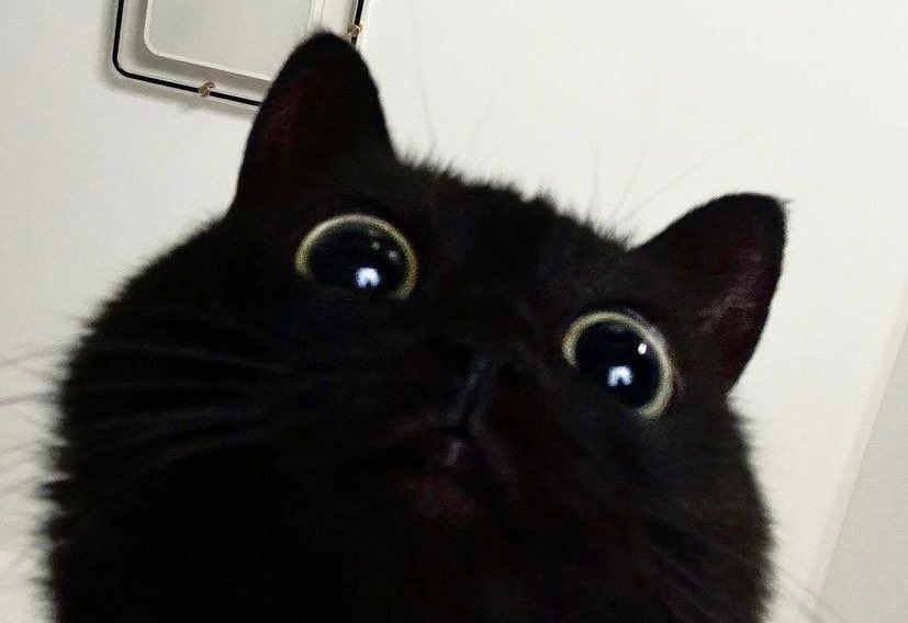 香椎