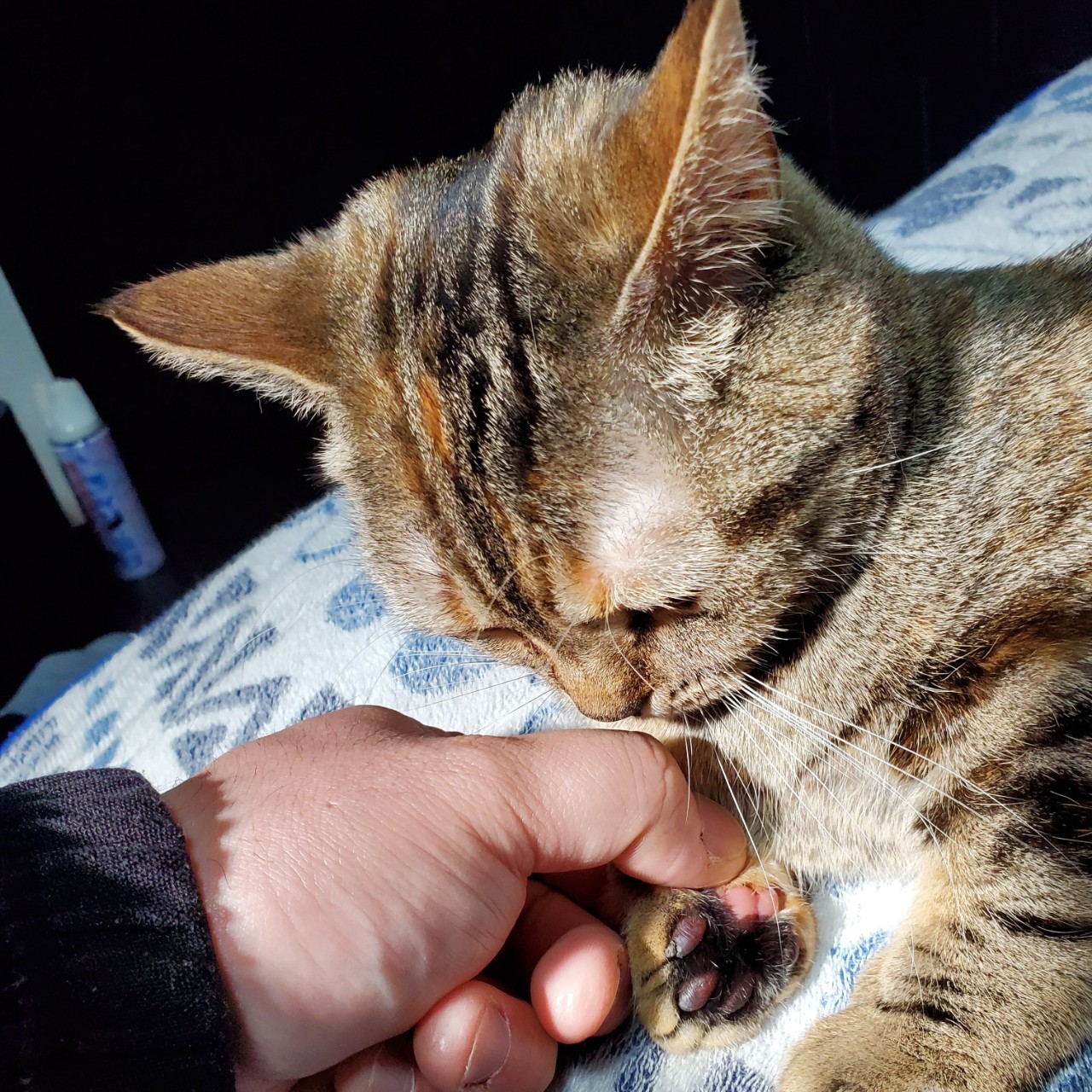 🐟🍋カルパッチョ