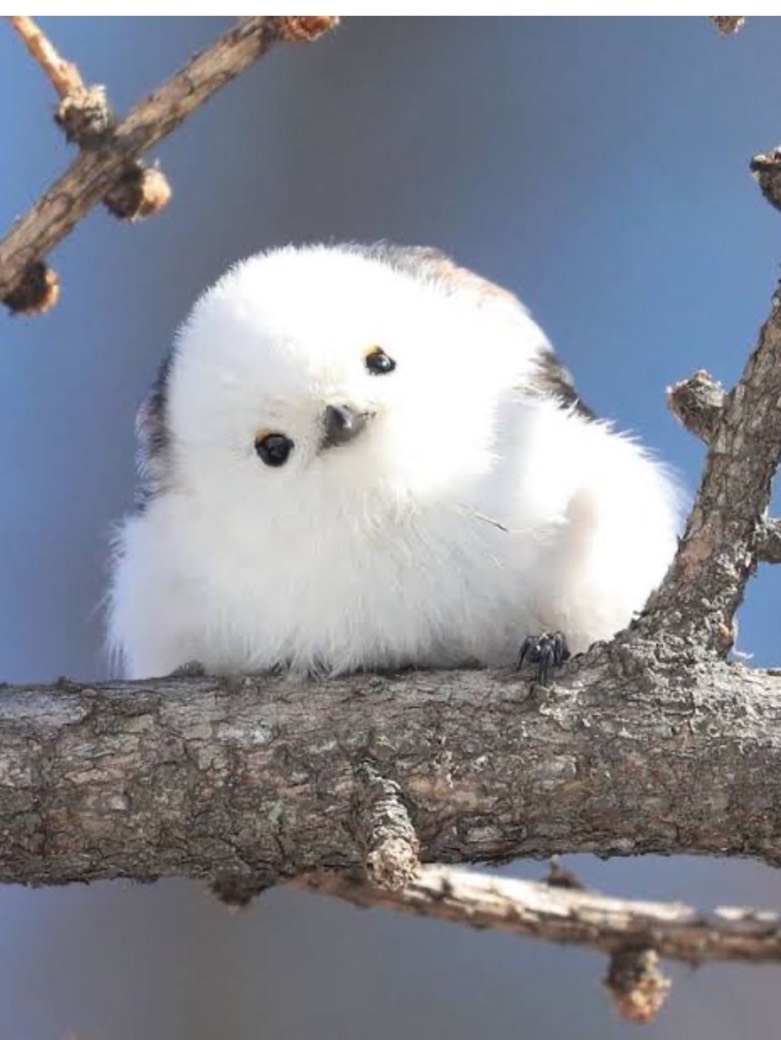 ꒰ঌ𓅫໒꒱φ菜月朔夜φ 🥂𓈒𓂂𓏸