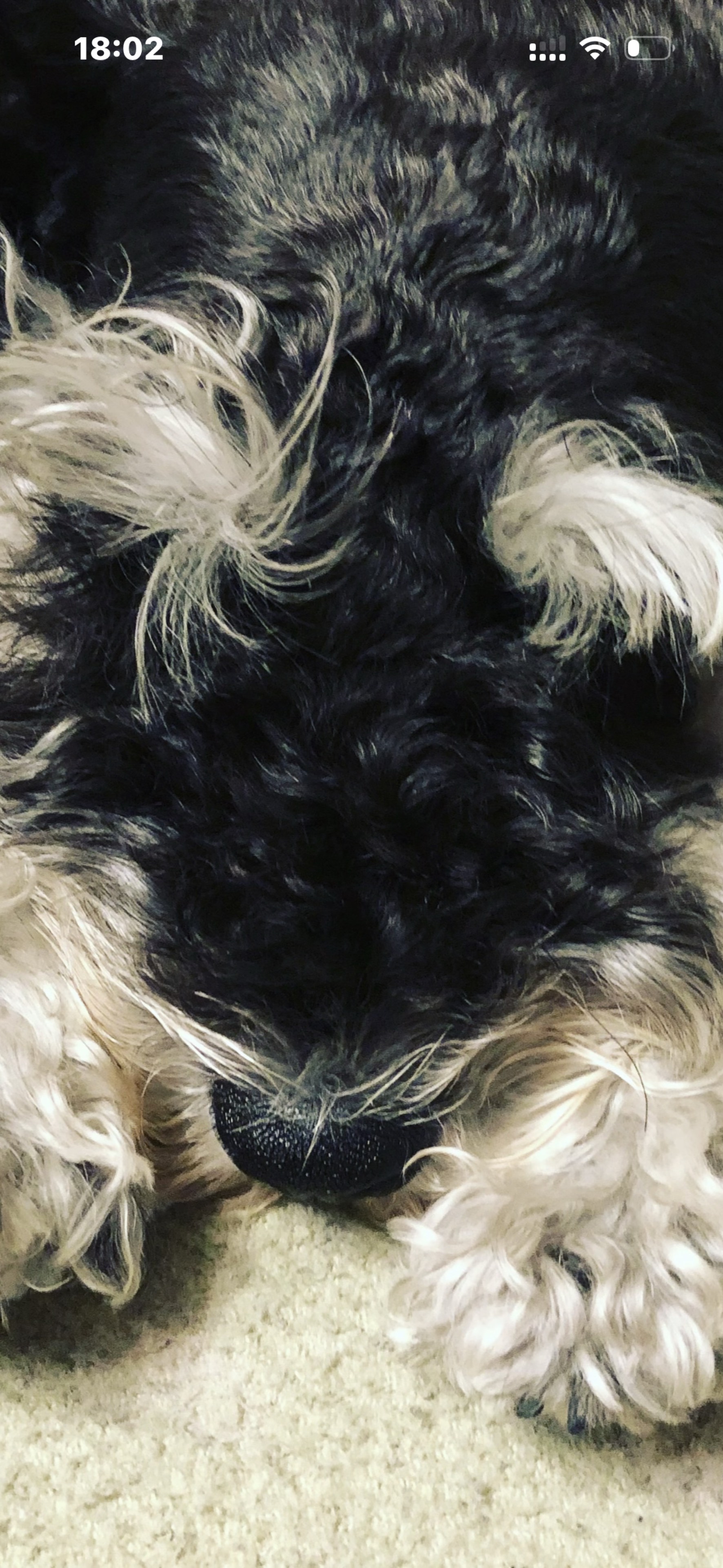 女将ぷく𖤣𖥧𖥣｡