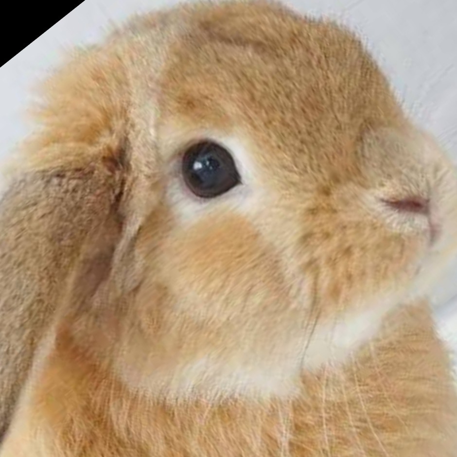 U･×)パパろっぷ м೨̣̥