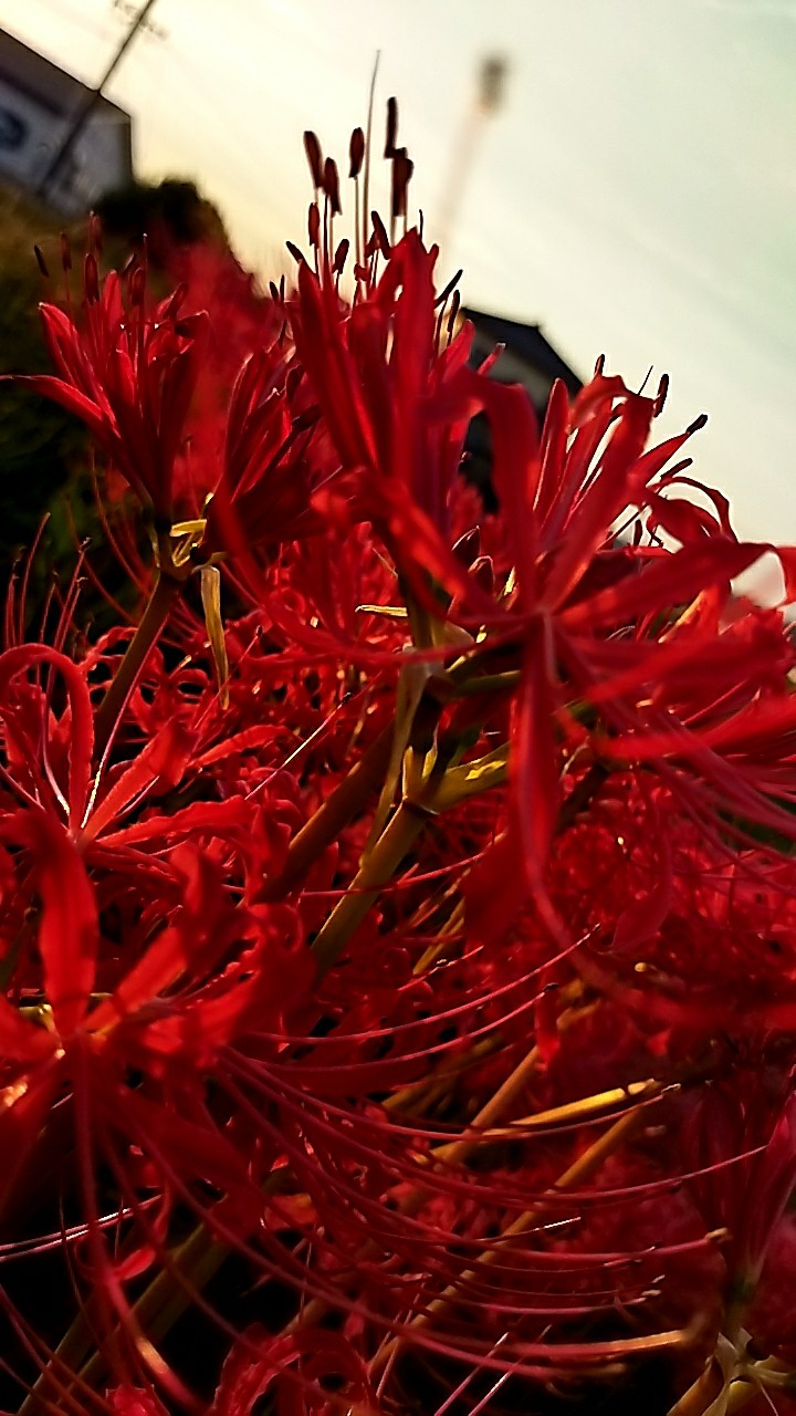 おつかれ（さん）