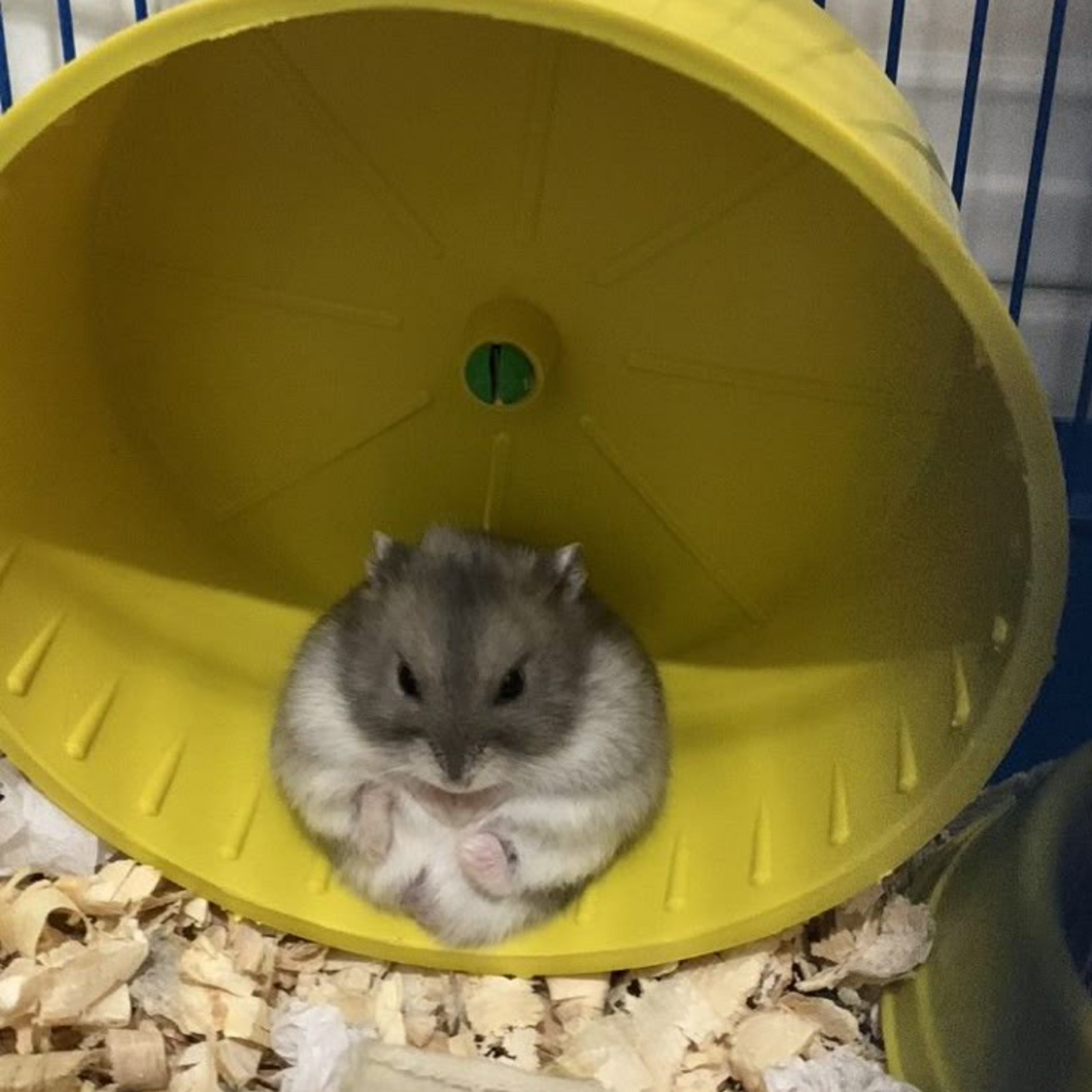 🔴紅丸🔴【🐹🐱】