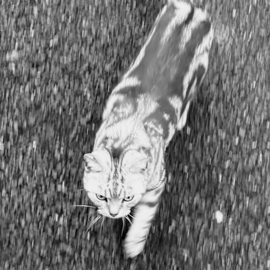 ねこ