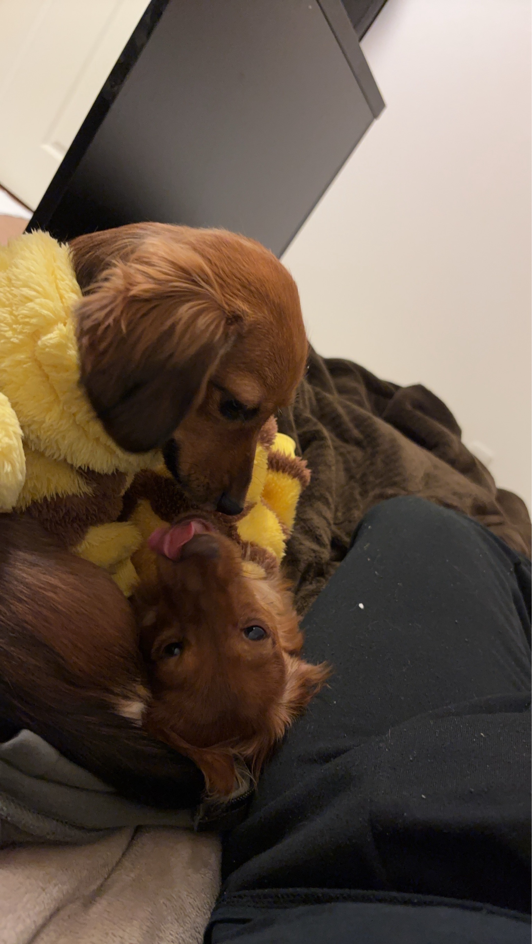 イヌ科のゆんける