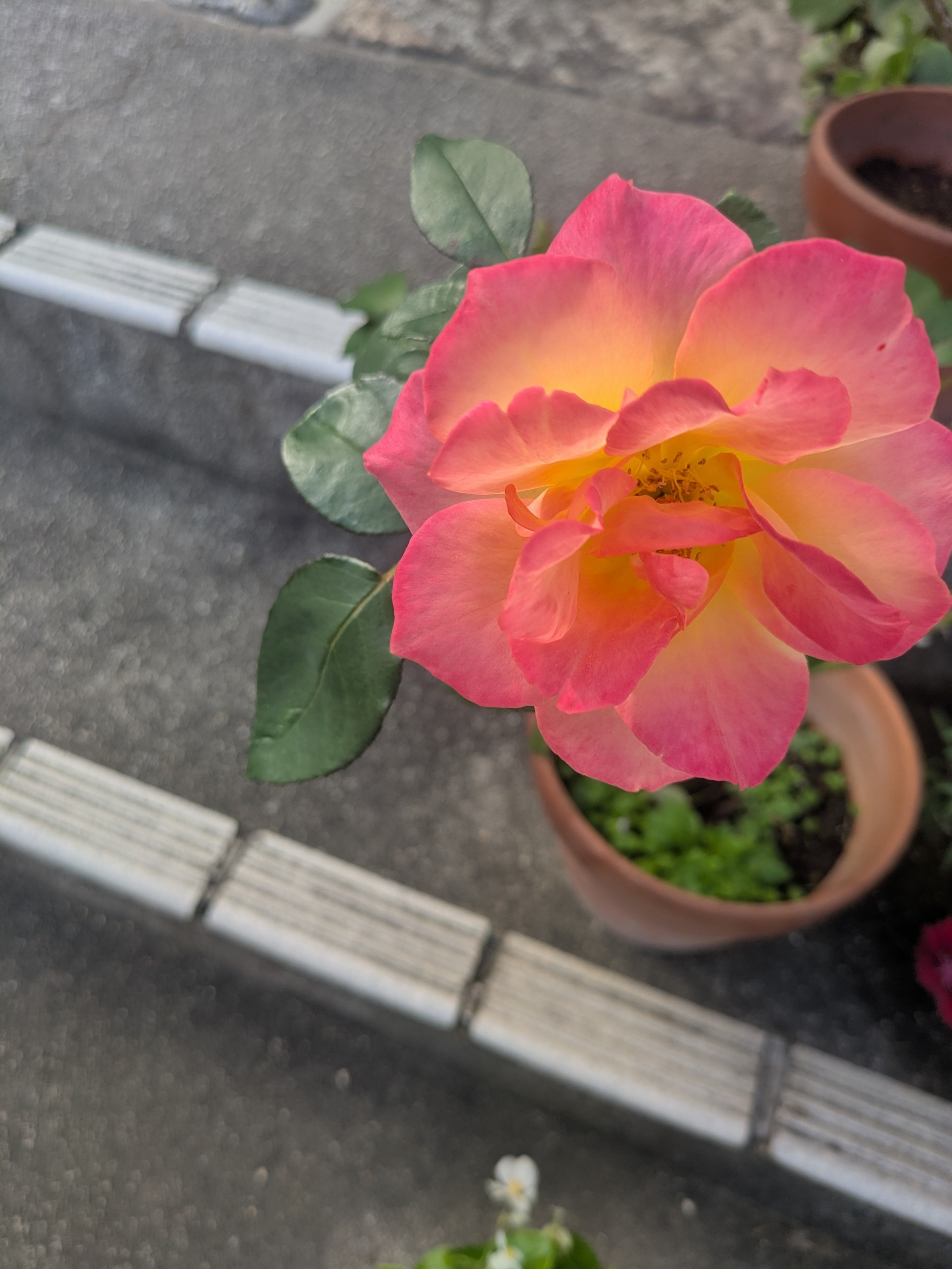 マリア𝕮ᵐ🎈🤡🥀🐰⚐︎